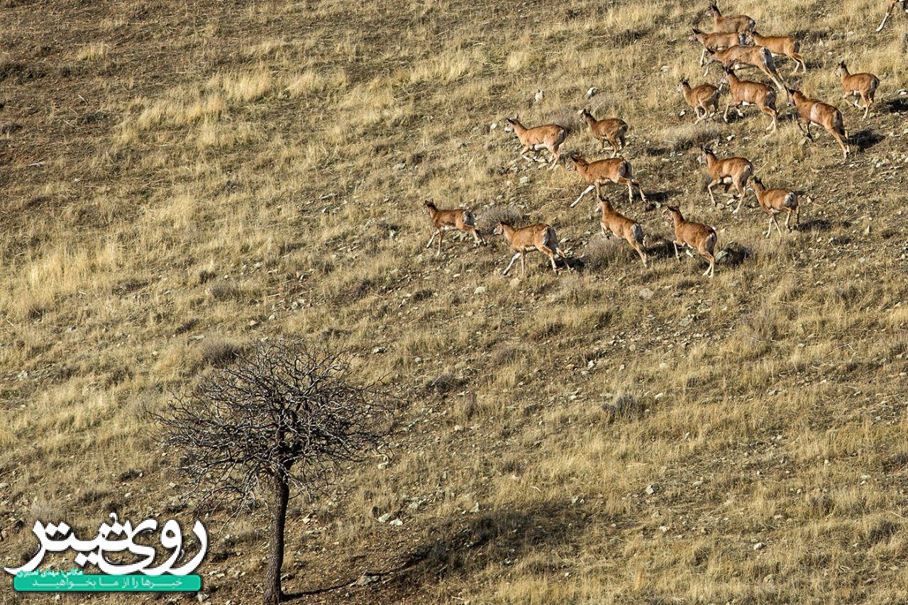 قوچ و میش‌های پارک ملی خجیر