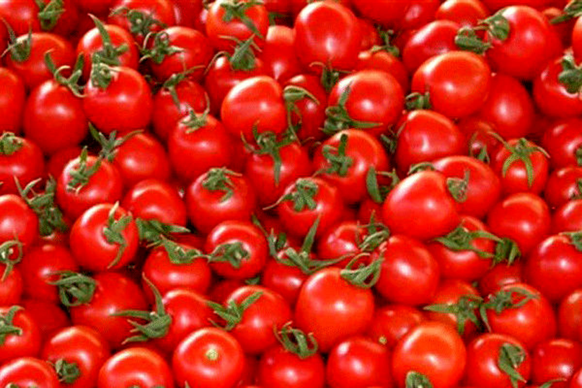 ممنوعیت واردات گوجه فرنگی در عراق